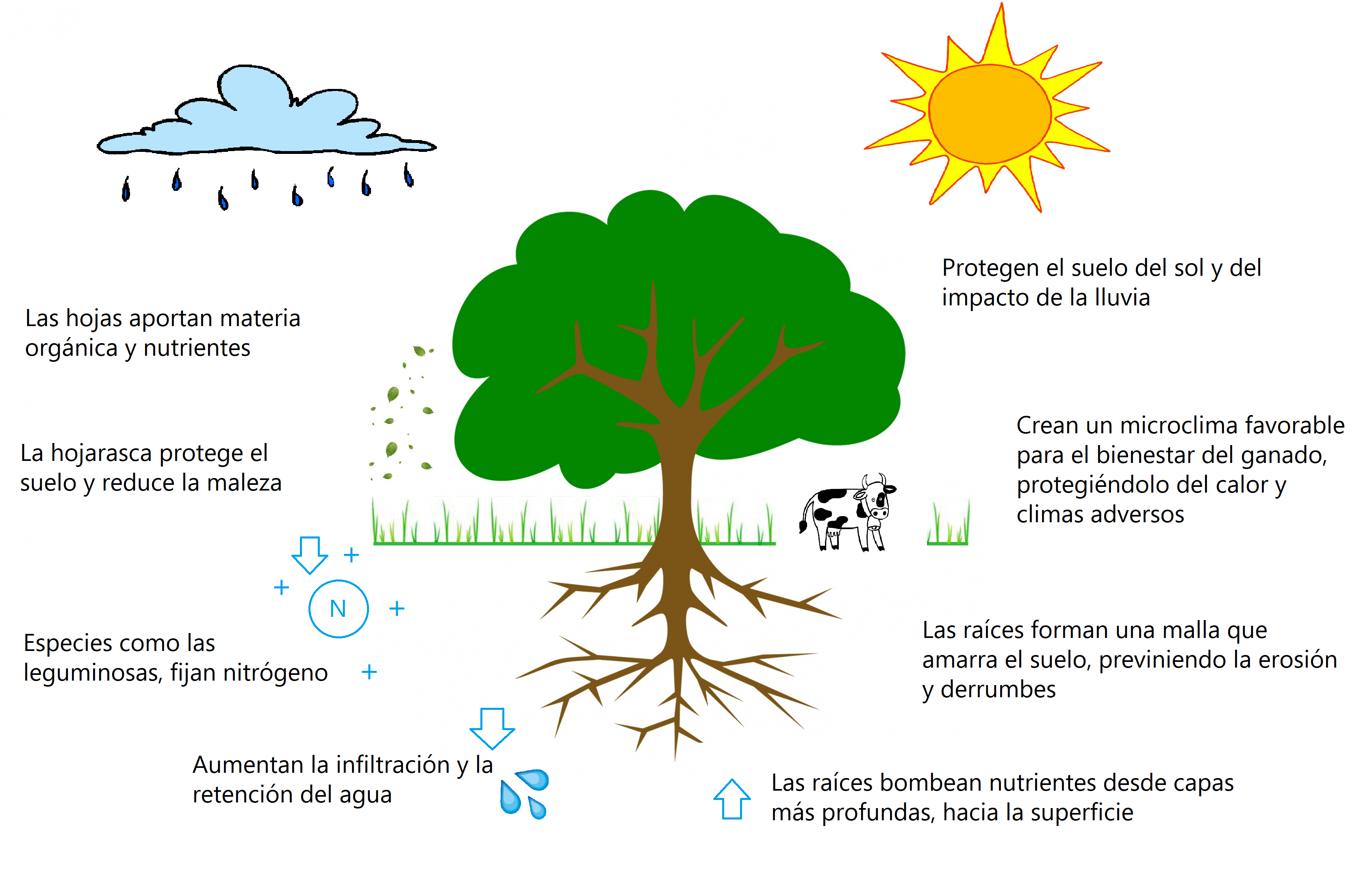 Silvopastoreo: Aumente la producción ganadera y contrarreste el cambio  climático con árboles y arbustos. - Corclima